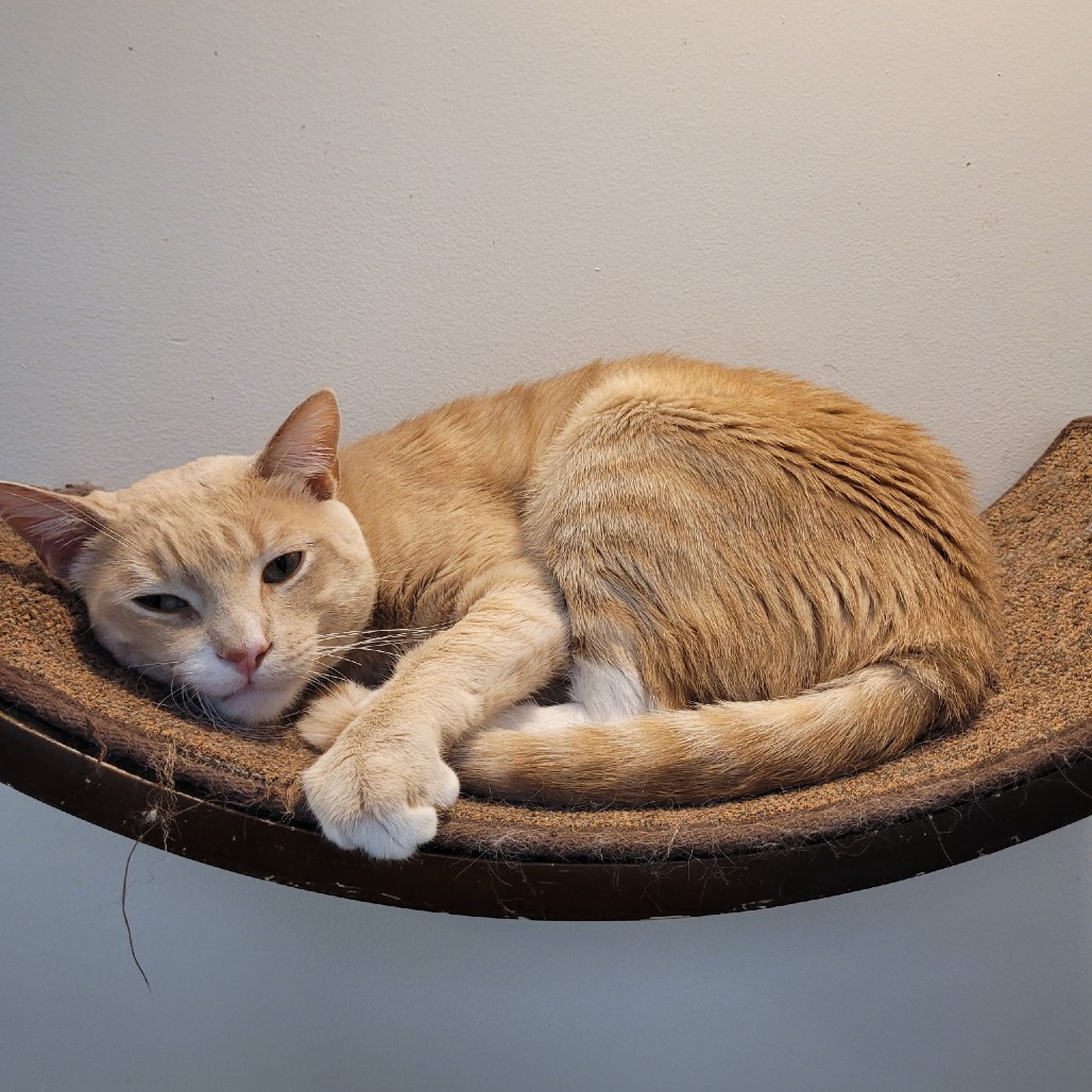 FREDDIE - Domestic Shorthair available for adoption