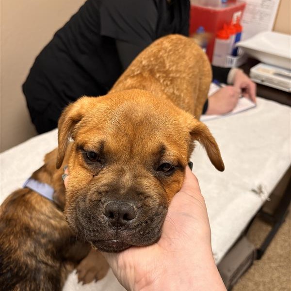 French Chinese Shar-pei