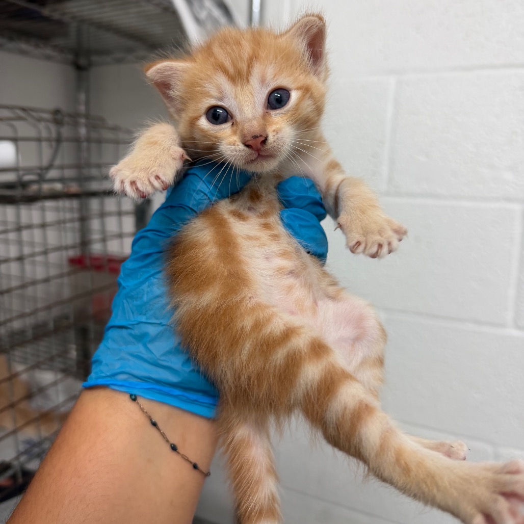 MONSTERA - Domestic Shorthair available for adoption