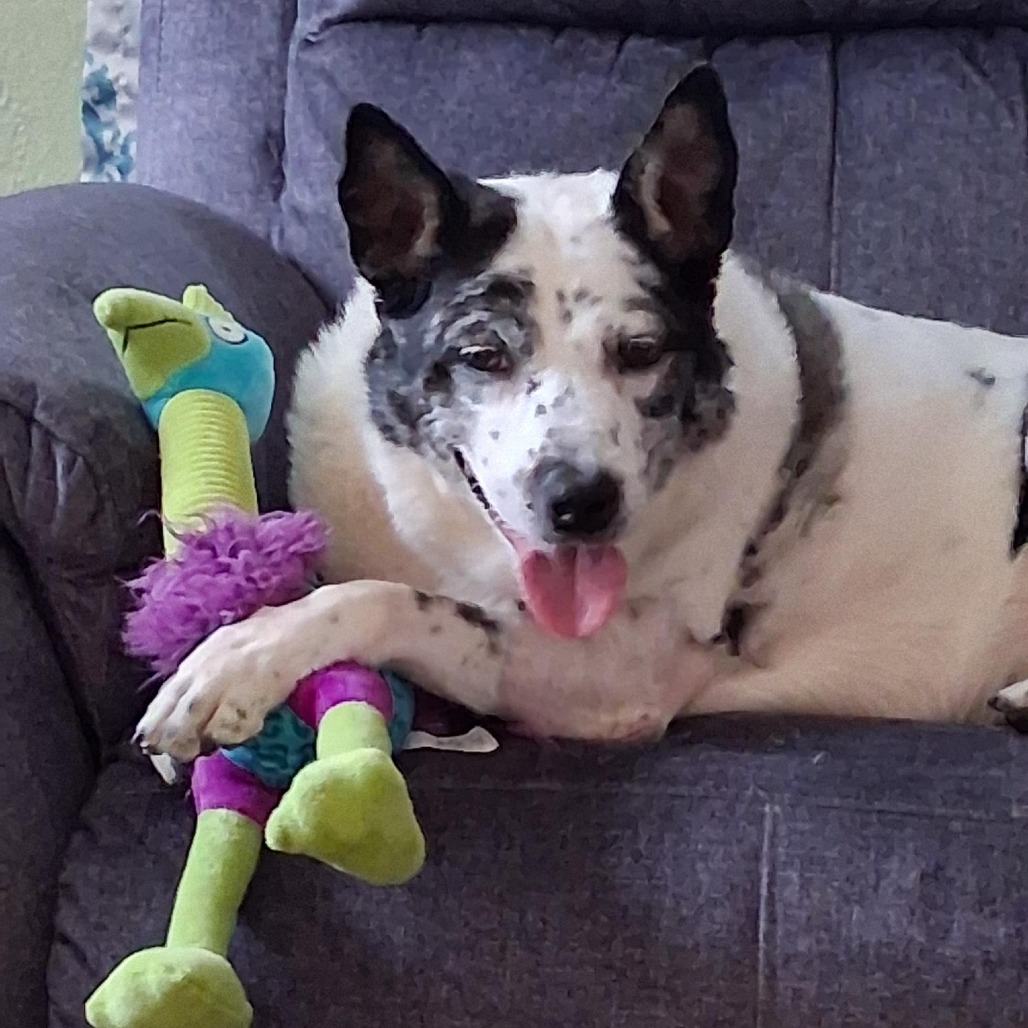 Photo of Speckles  7