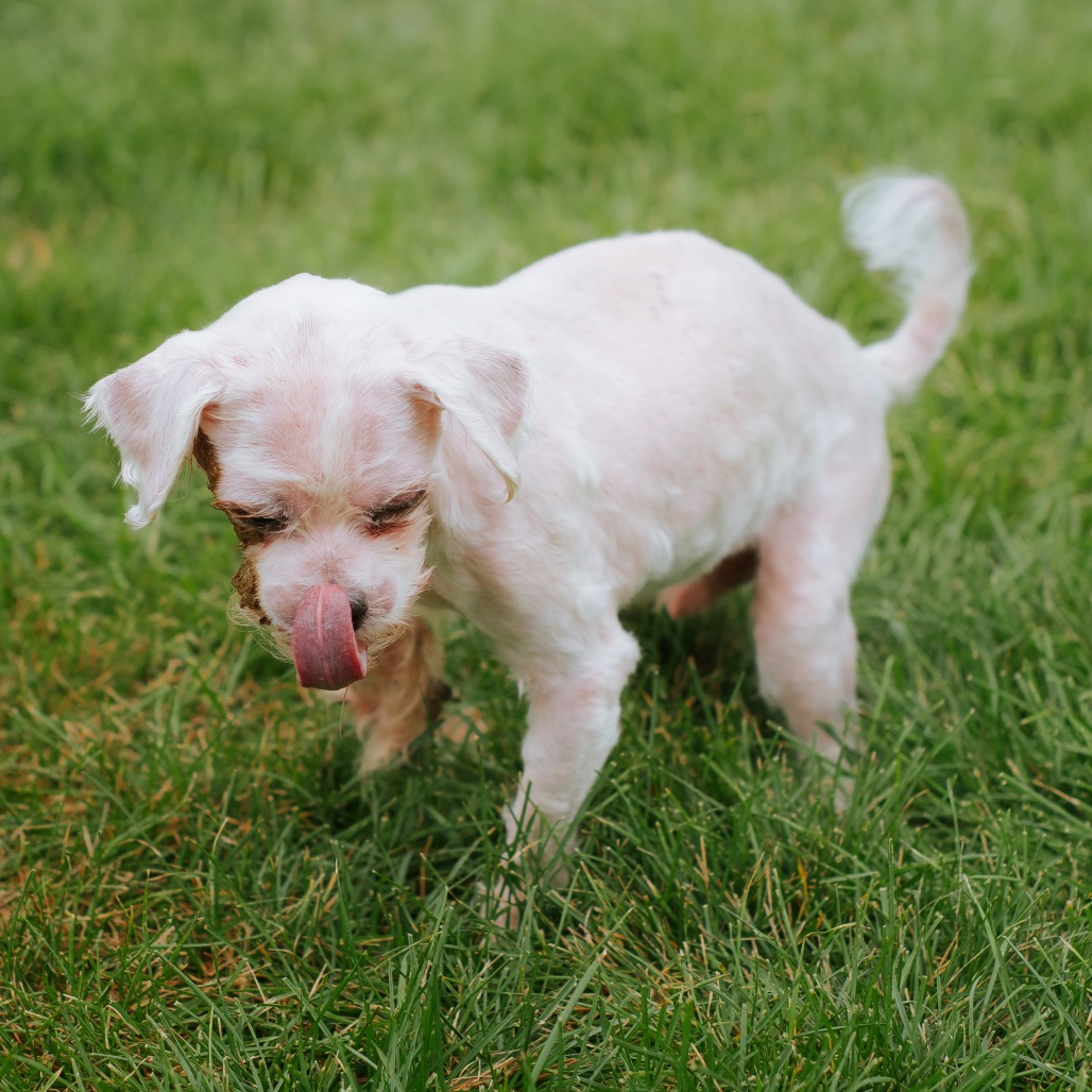 Maltese