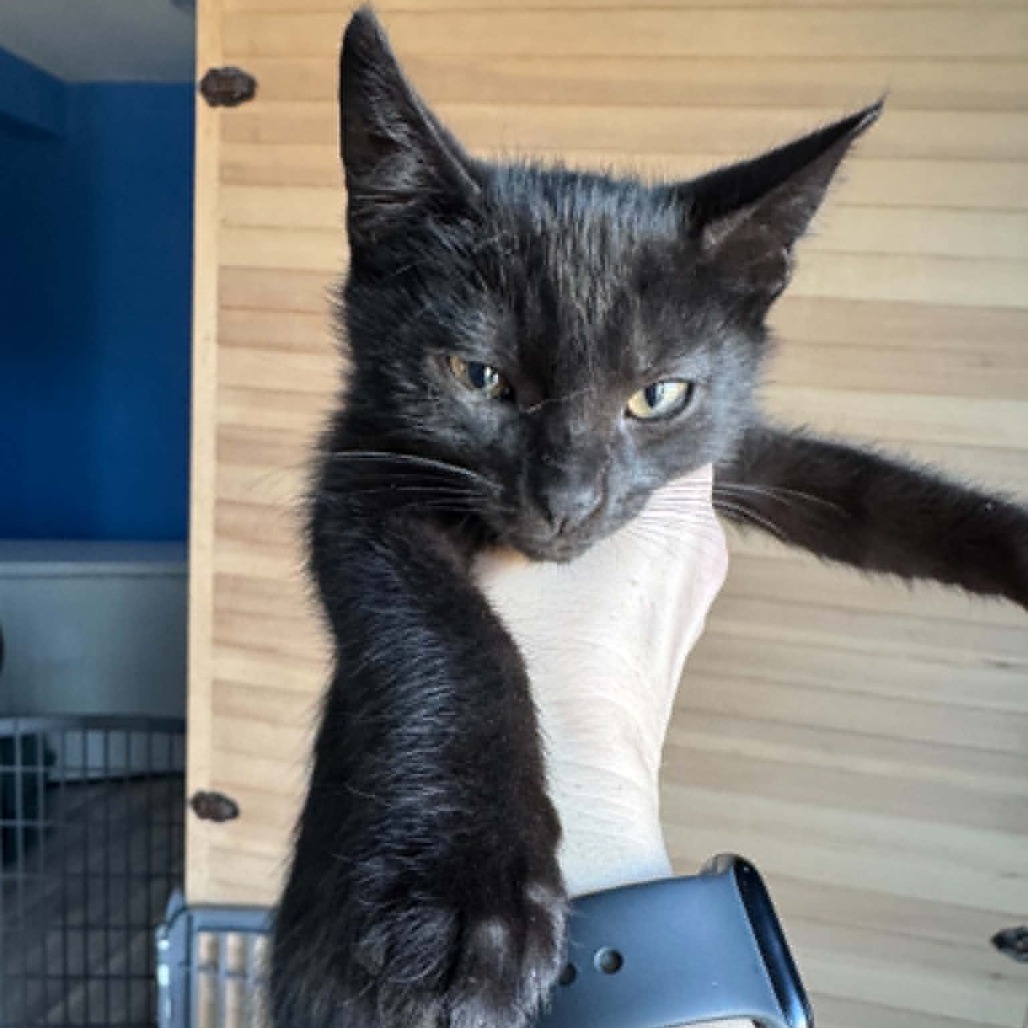 BROWNIE - Domestic Shorthair available for adoption