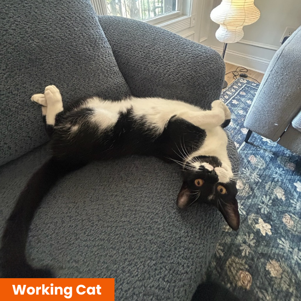 GIMLET- WORKING CAT - Domestic Shorthair available for adoption