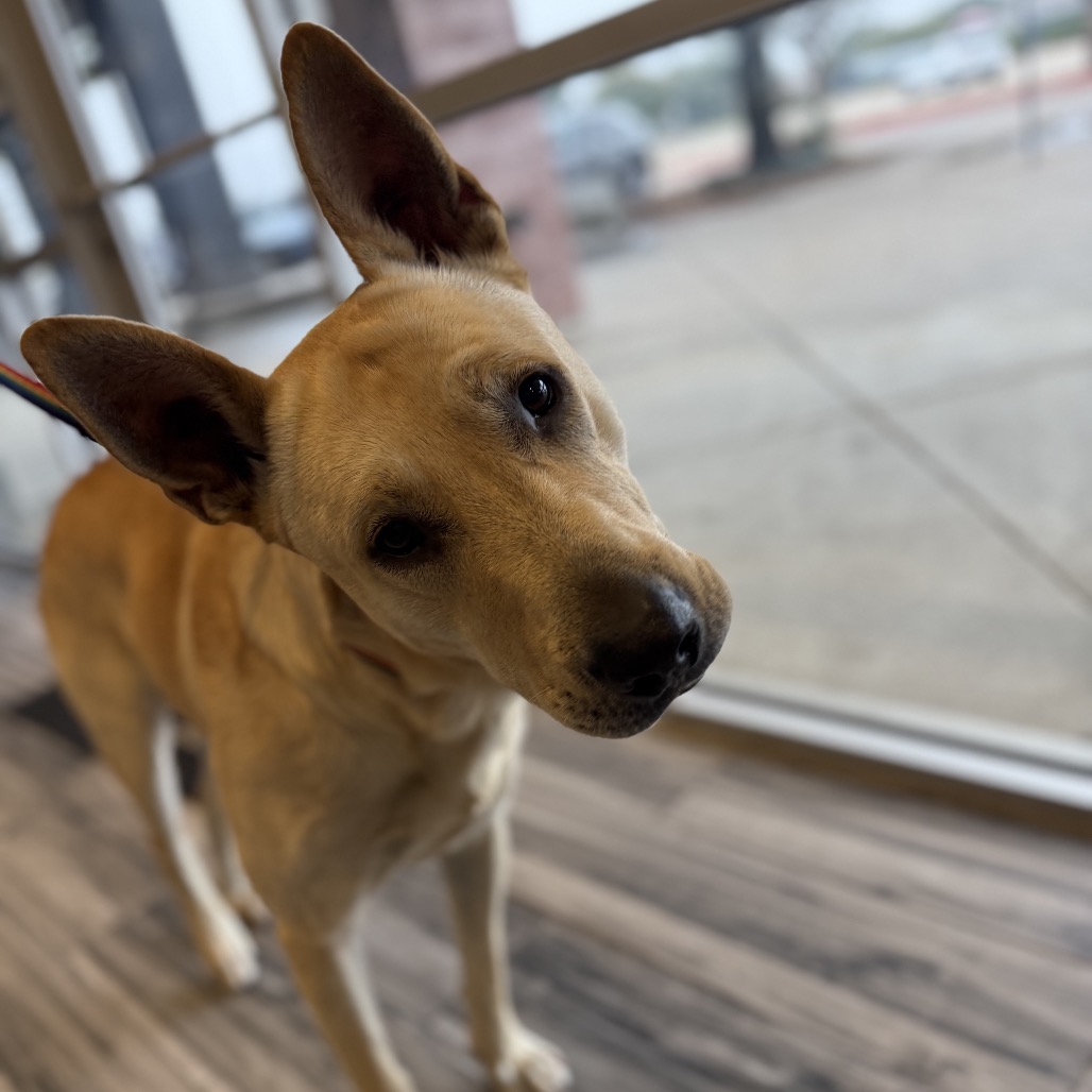 Frito, photo 1 of 4