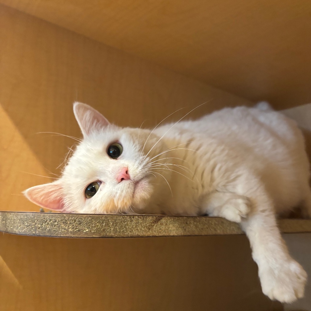 FEFE - Domestic Shorthair available for adoption