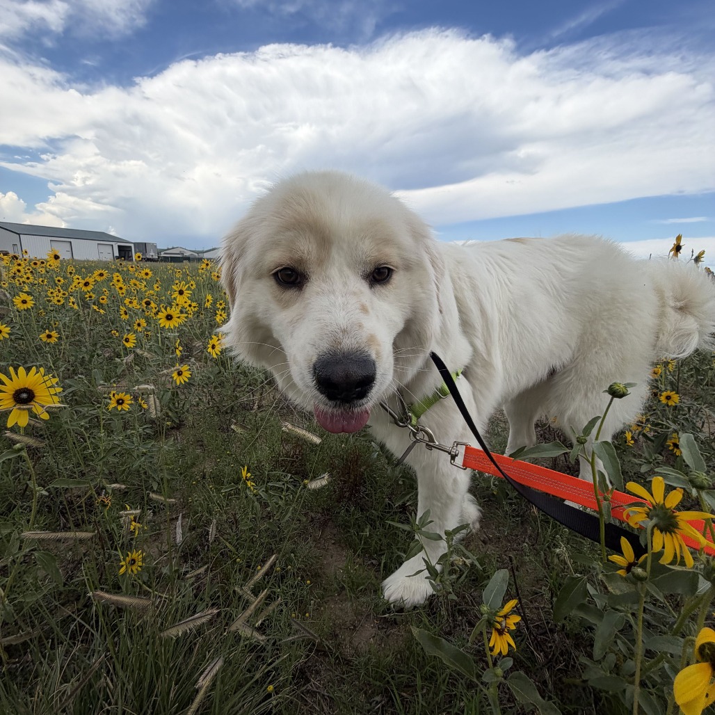 FLUFFY (JN26-03) - Pyrenees, Great / Shepherd, Anatolian available for adoption