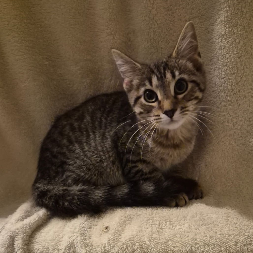 Tigress, an adoptable cat