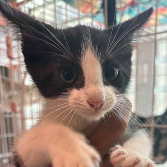 TAZZIE - Domestic Shorthair / Mix available for adoption