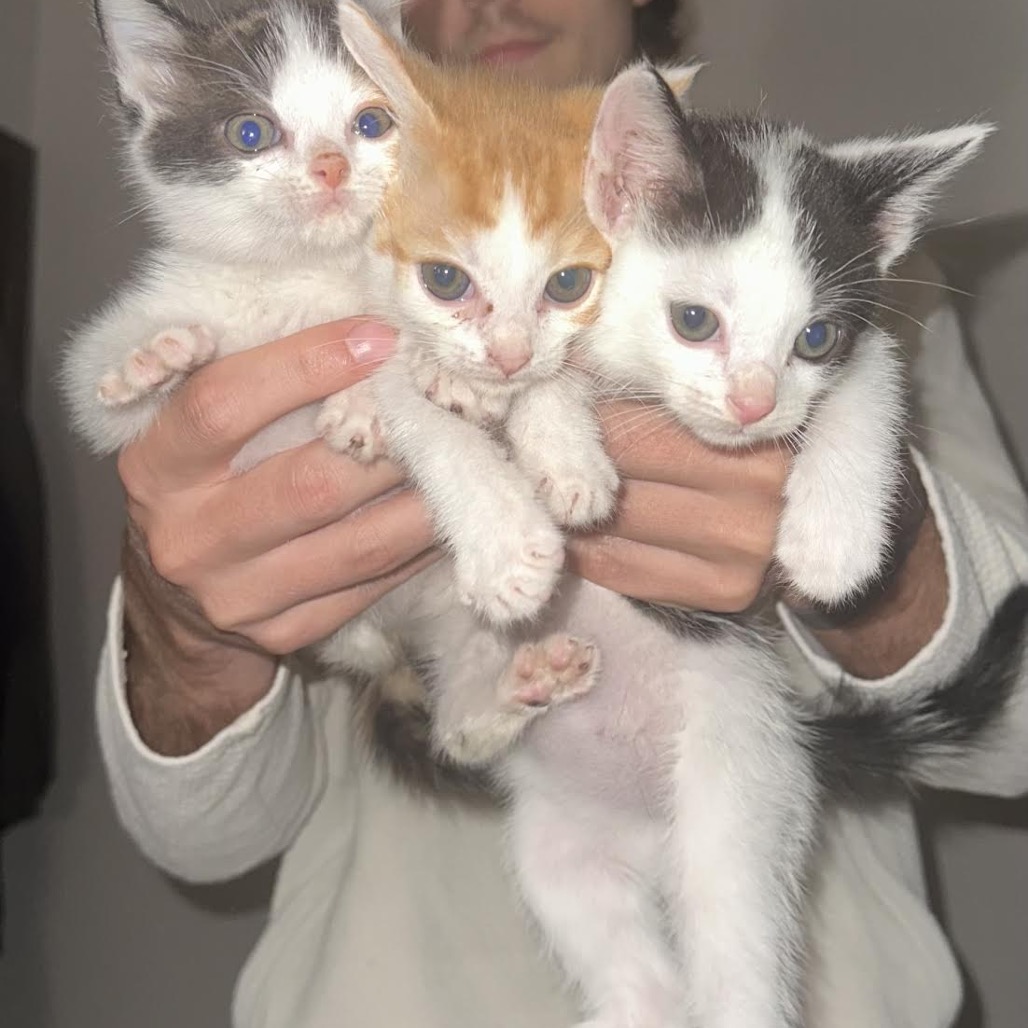 HARRY - Domestic Shorthair available for adoption