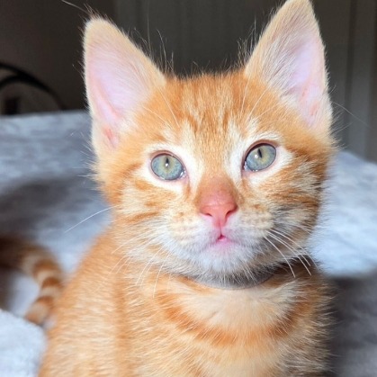 MANDARIN - Domestic Shorthair available for adoption