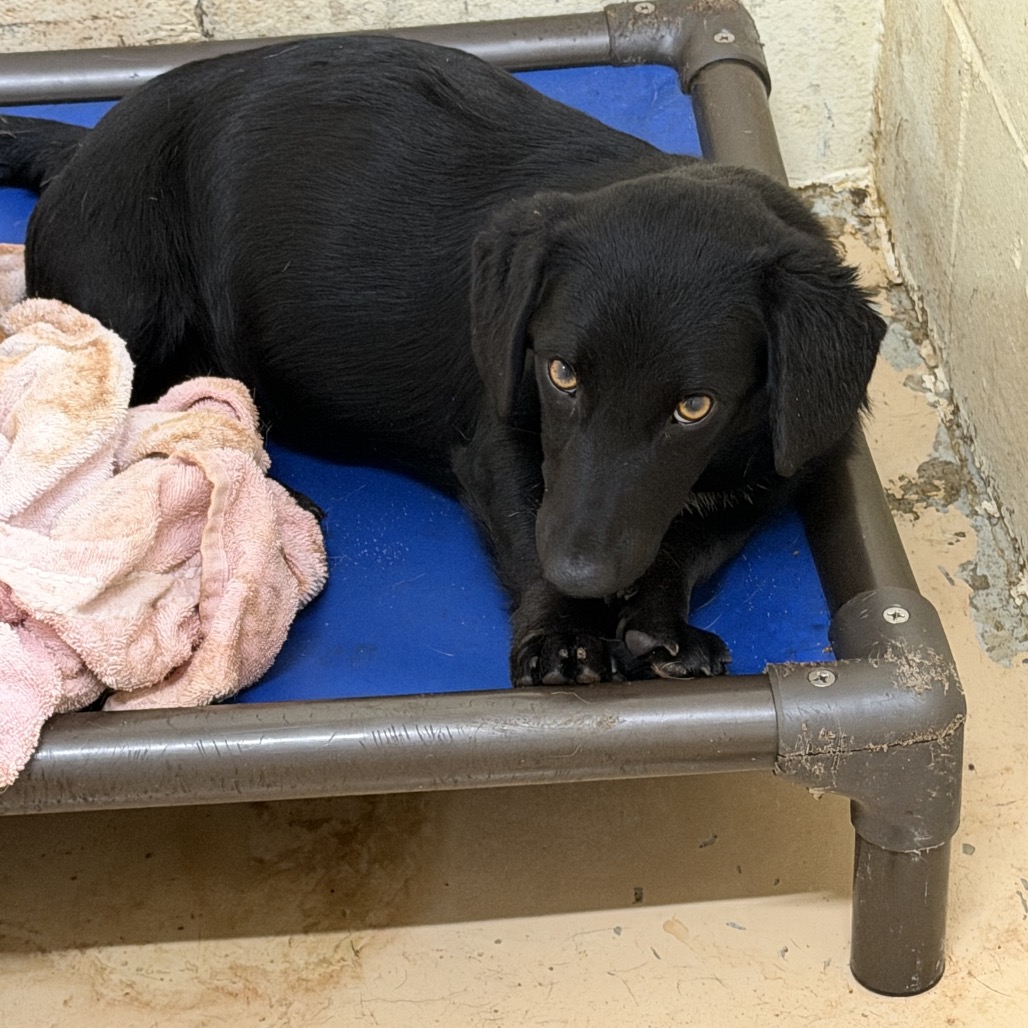 Tusc Stray 84819 2 3