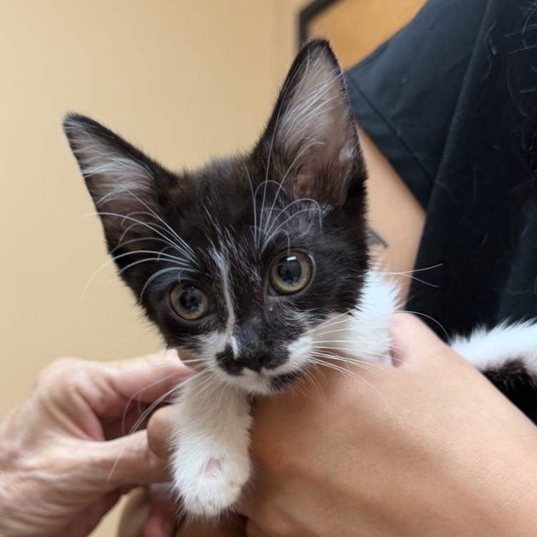 BABY CHUCHI - Domestic Shorthair for adoption in Odessa