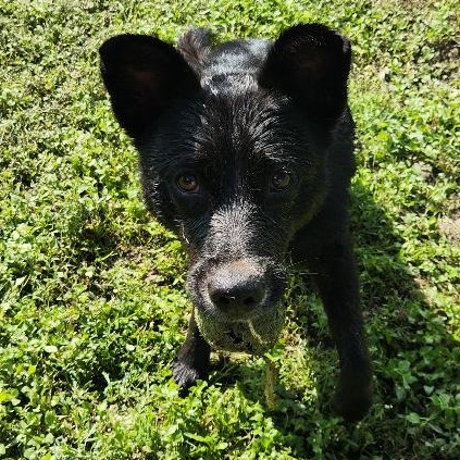 Onyx photo 14