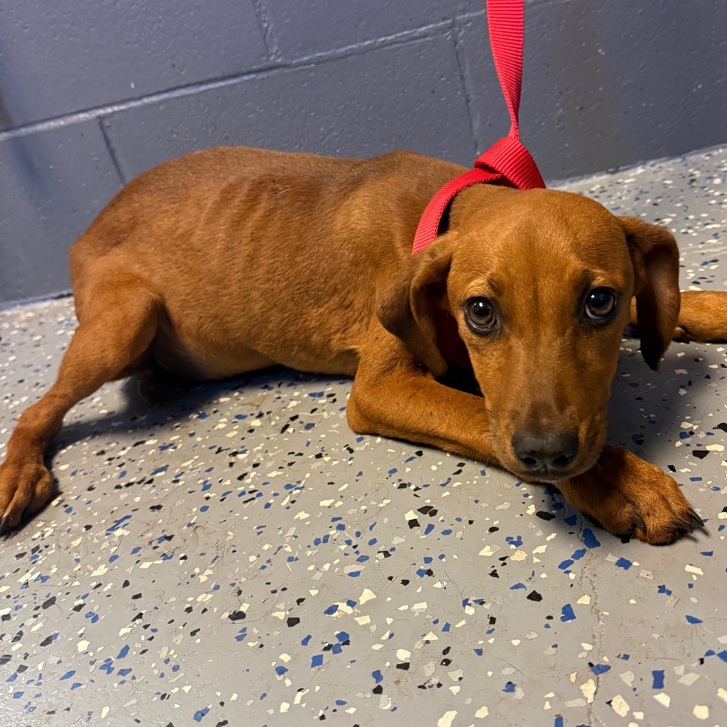 Tusc Stray 84219 2 3