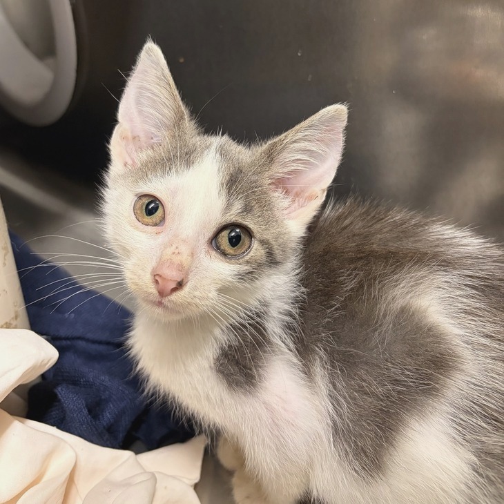 SPECKLES (8 WK) - Domestic Shorthair available for adoption