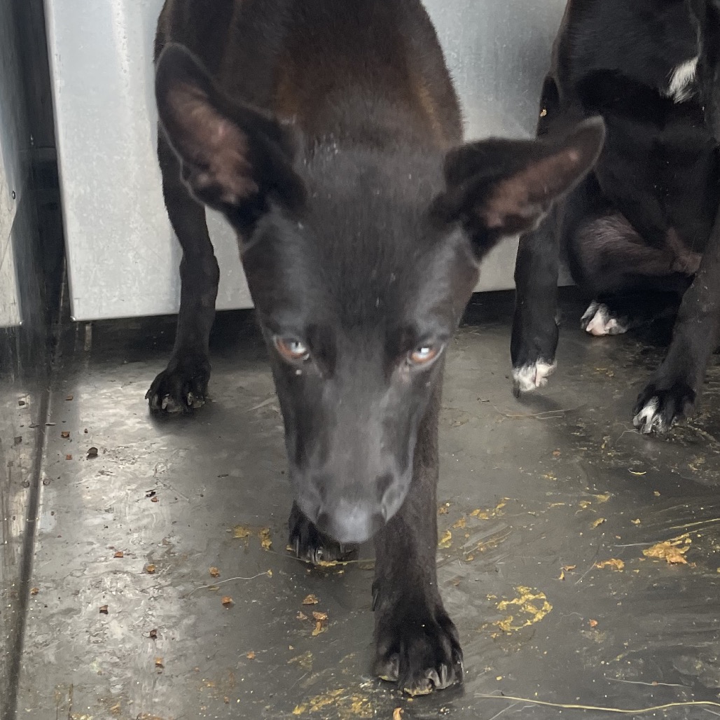 BUZZ - Shepherd available for adoption