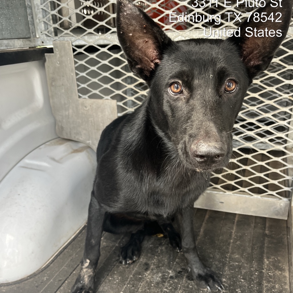 BUTTERCUP - Shepherd available for adoption