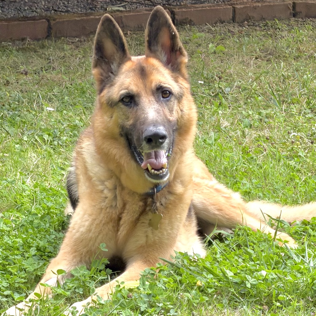 BUDDY, photo 8