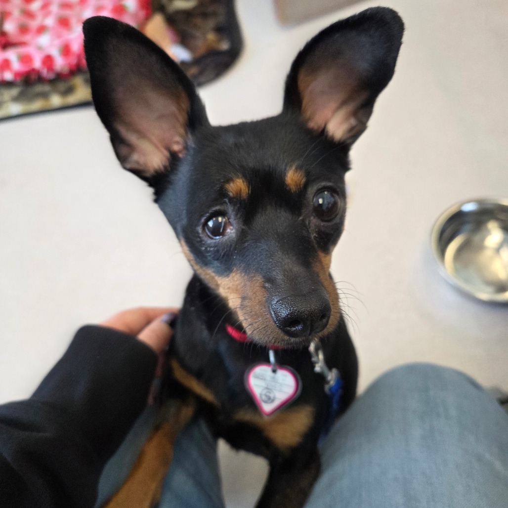 Daisy-In Foster — thumbnail 8