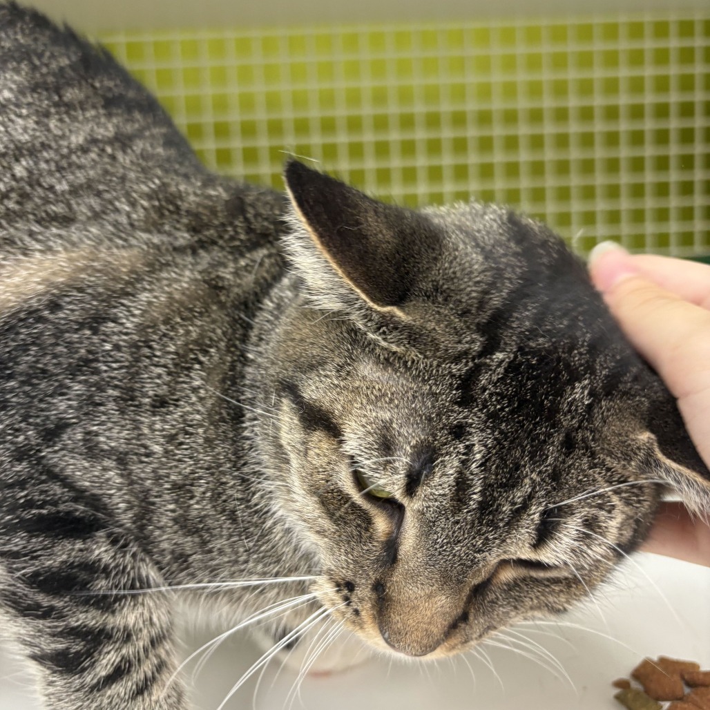 Artemis, photo 2