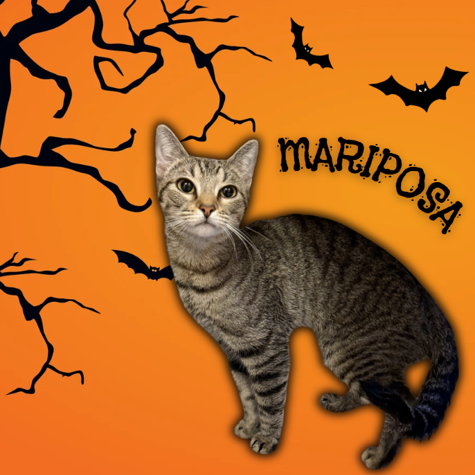 MARIPOSA - Domestic Shorthair available for adoption