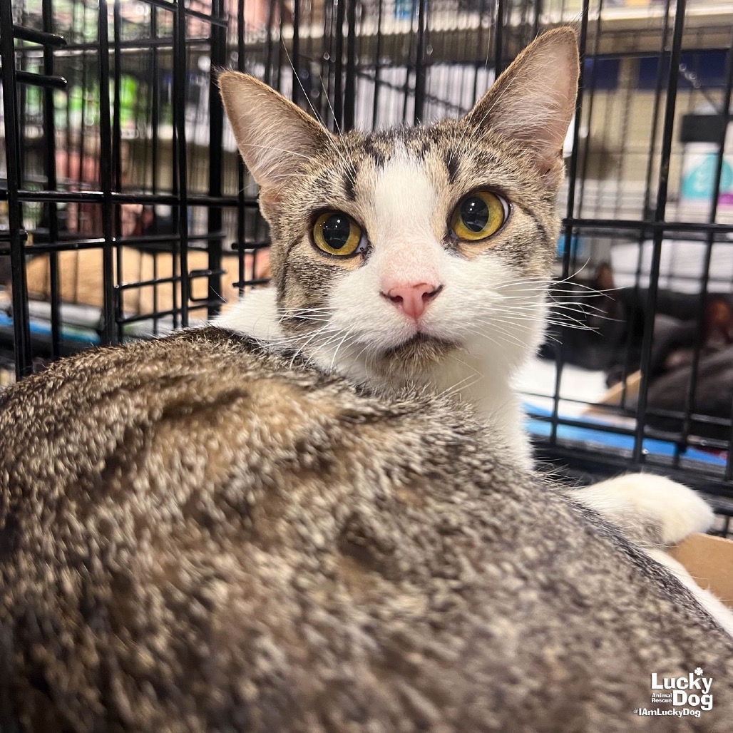 HULU - Domestic Shorthair available for adoption