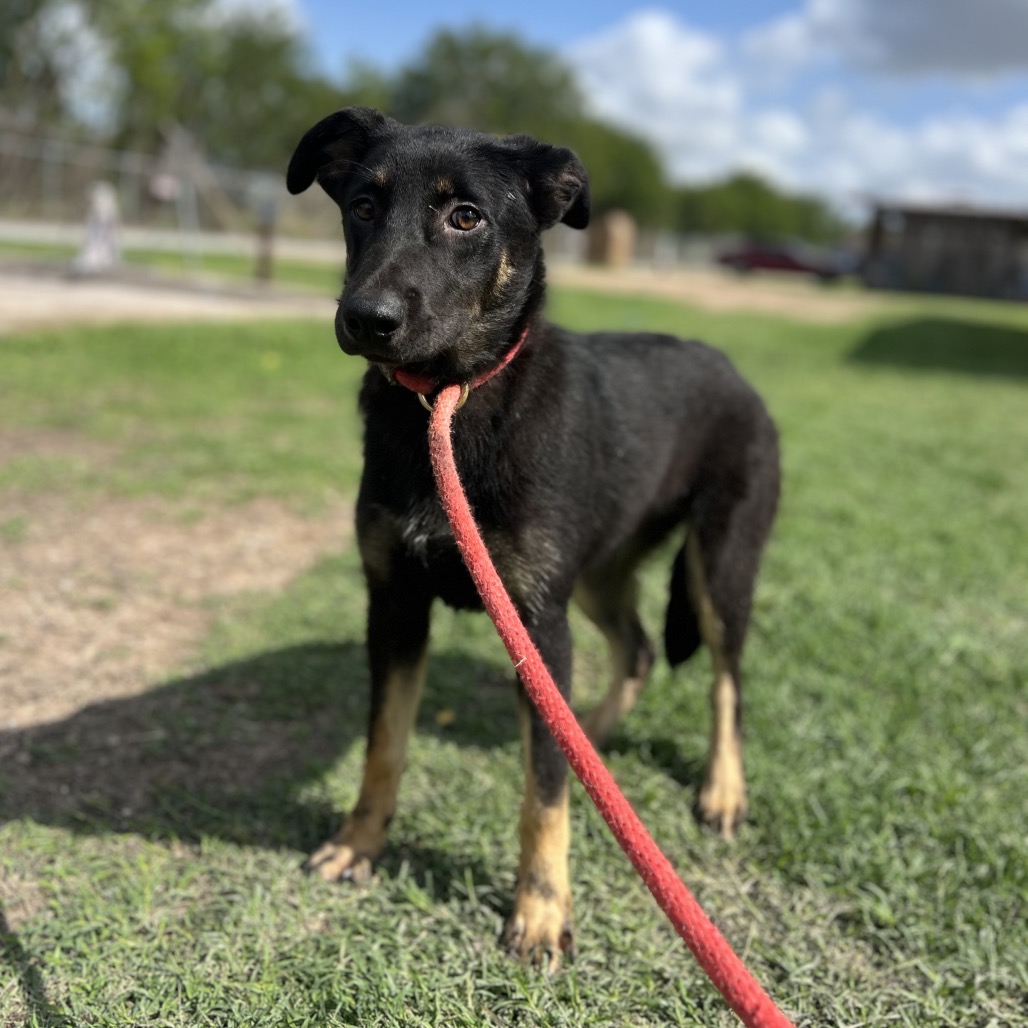 PINE - Shepherd available for adoption