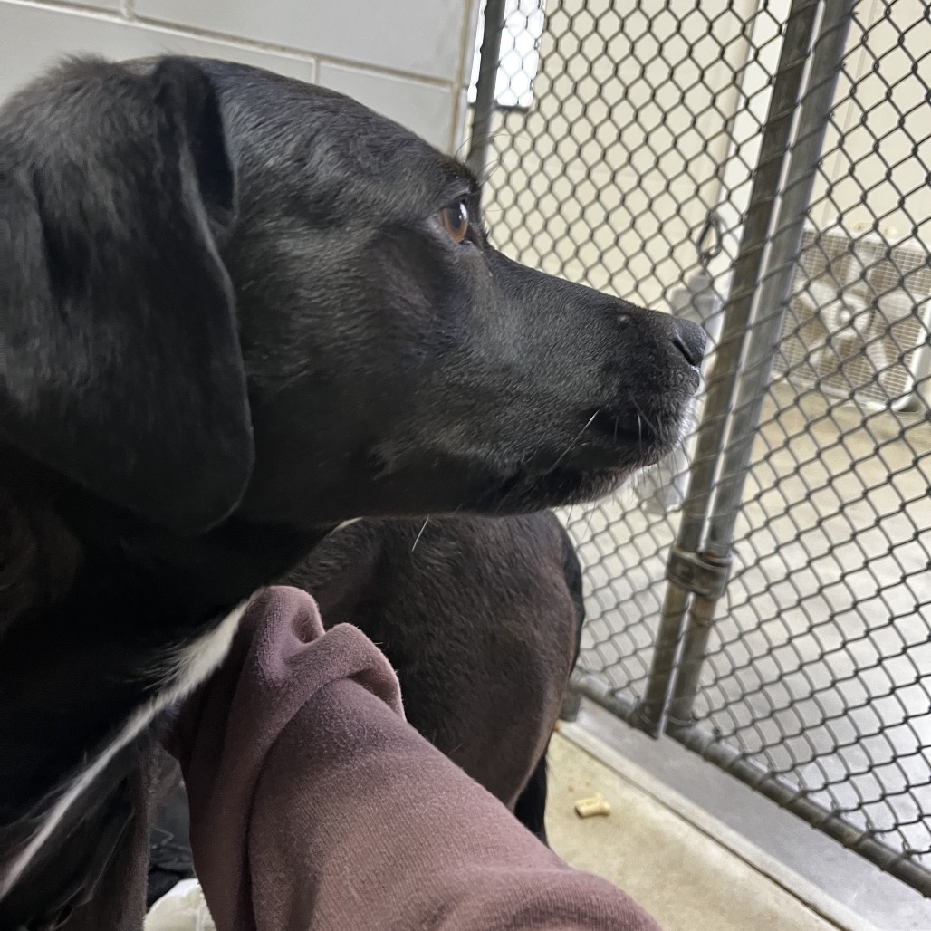 Sissy — thumbnail 2