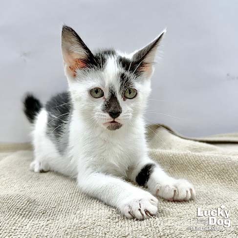 OTTO - Domestic Shorthair available for adoption