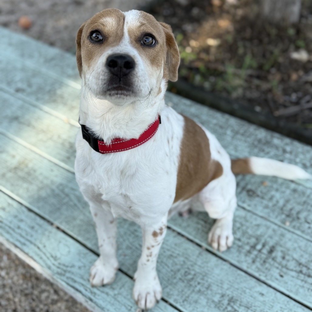 BUCK - Beagle / Mix available for adoption
