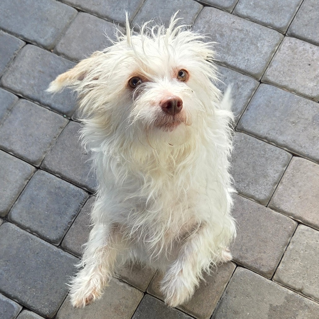 Darwin — thumbnail 3