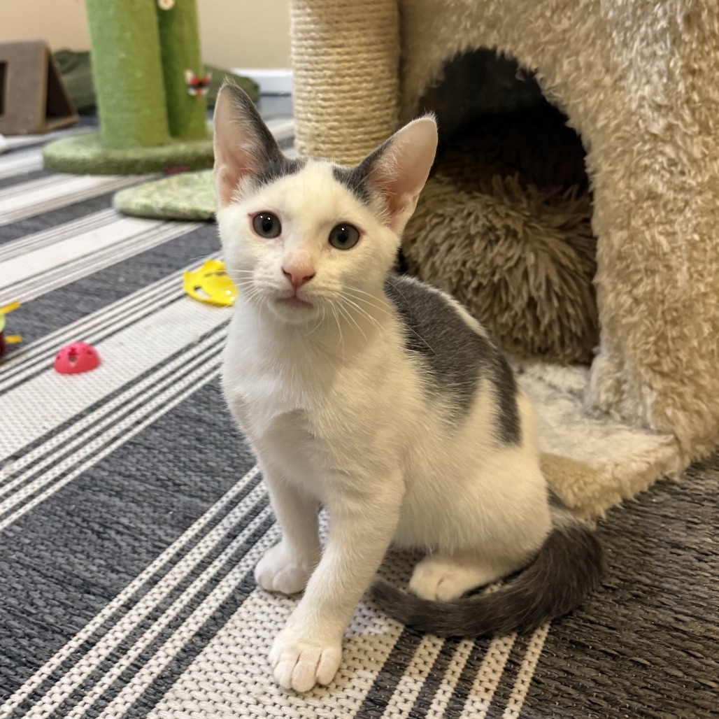 BUBBA - Domestic Shorthair available for adoption