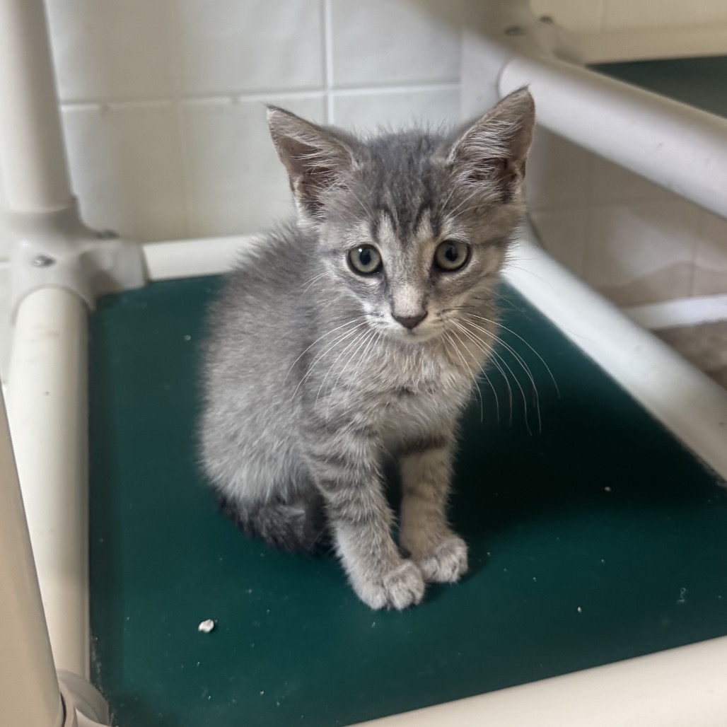ARIEL - Domestic Shorthair available for adoption