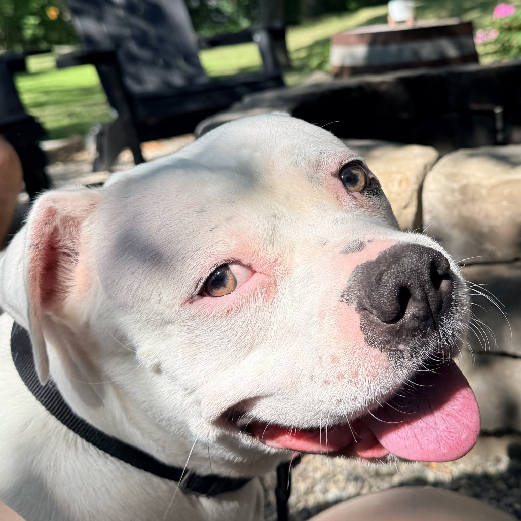 Mixed Breed