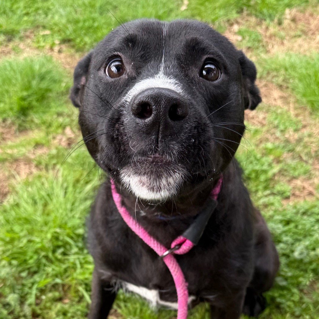 Colt — thumbnail 3