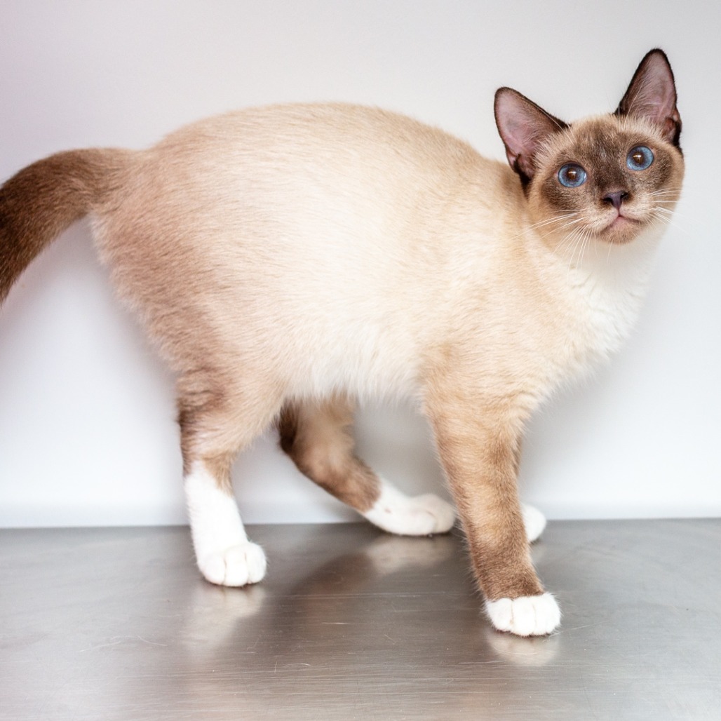 JAMIL - Siamese / Mix available for adoption