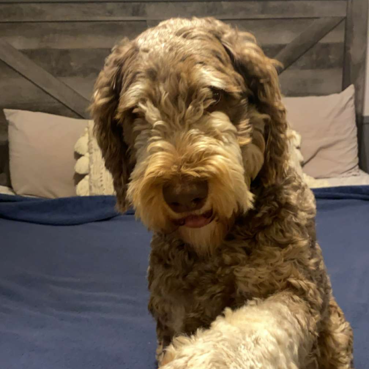 Migo, a Spaniel, English Springer / Poodle