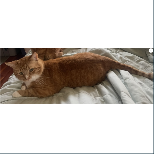 Photo of Garfield aka Richard Parker