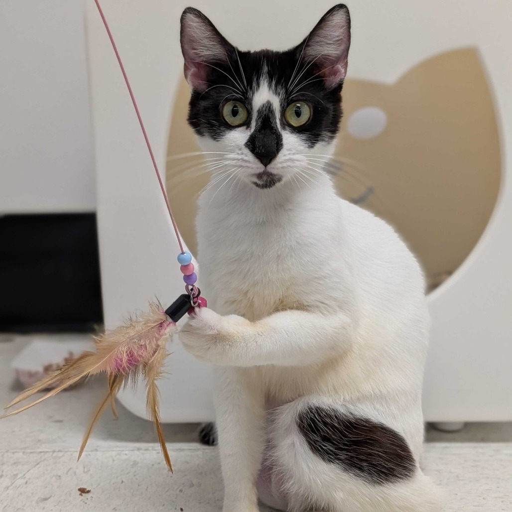 DEE - Domestic Shorthair available for adoption