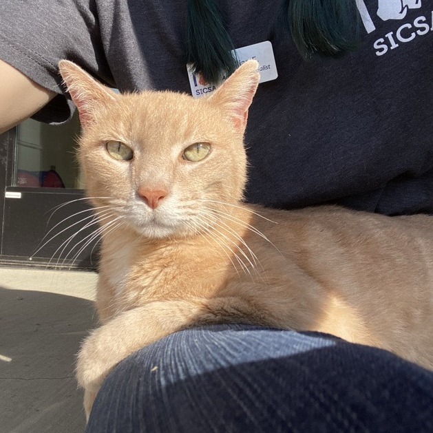 SONNY - Domestic Shorthair / Mix available for adoption