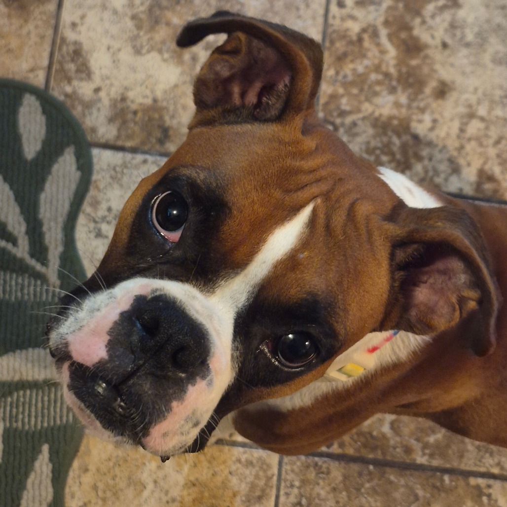 Gemma, photo 3 of 6