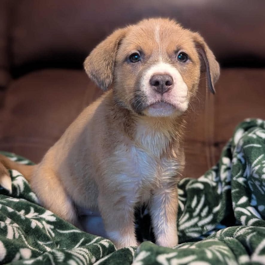 Big Red, a Terrier, Pit Bull / Mixed Breed (Medium)