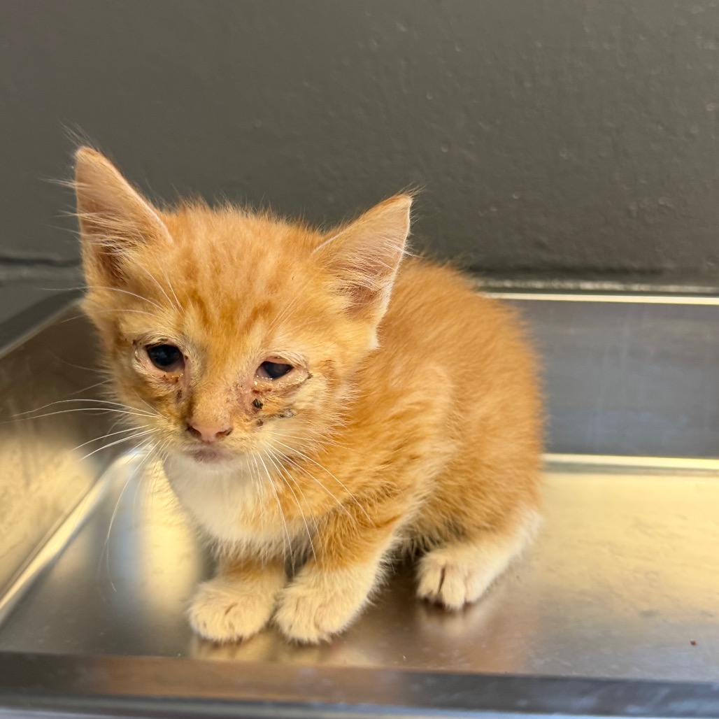 Tusc Stray 84887 2