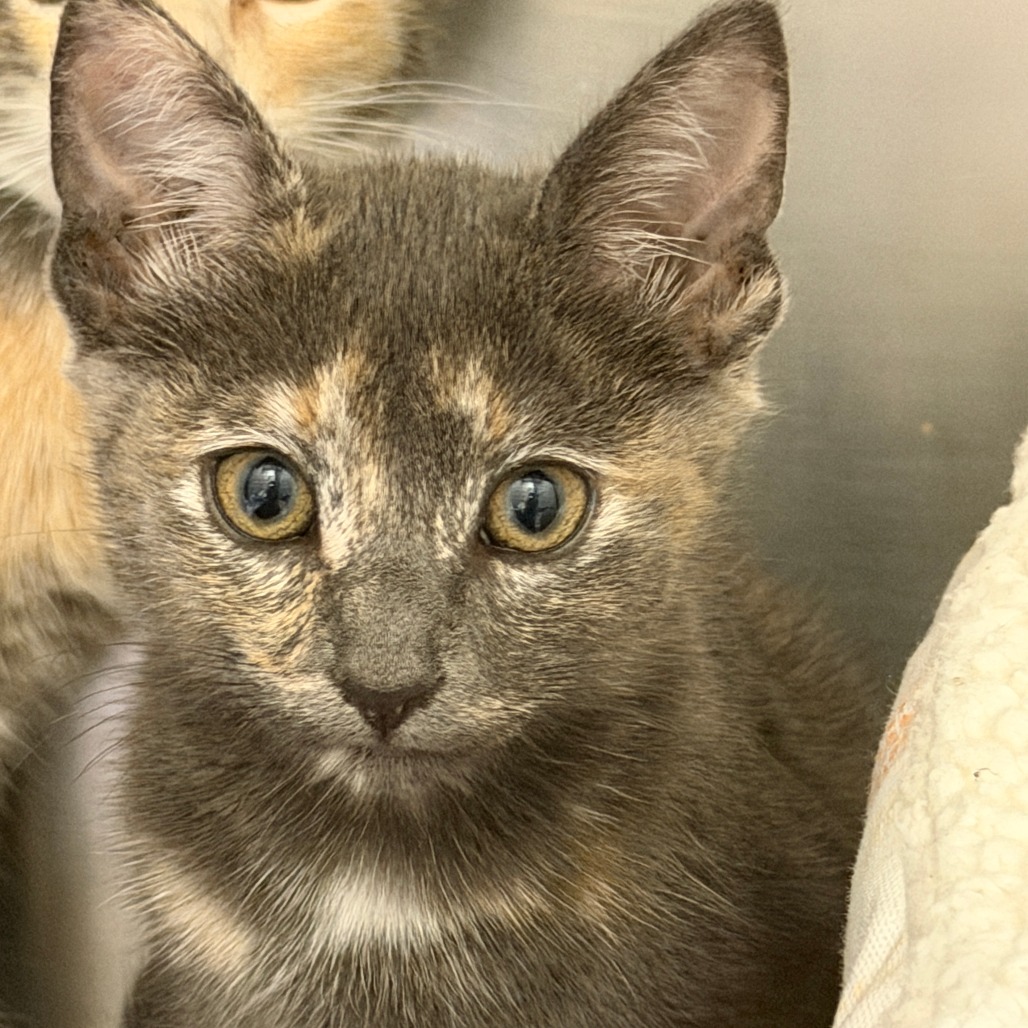 MYRTLE - Domestic Medium Hair available for adoption
