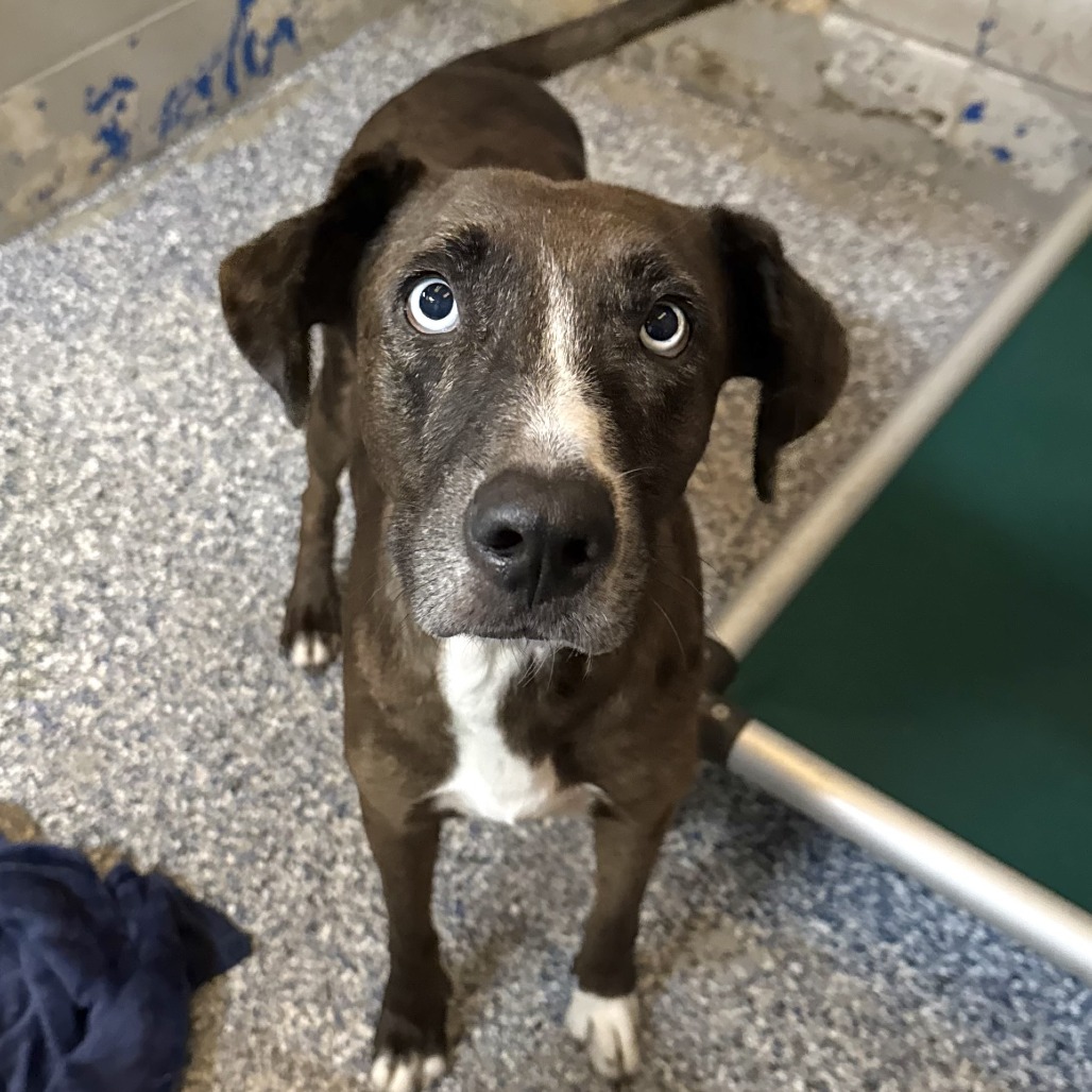LAURIE - Catahoula Leopard Dog available for adoption