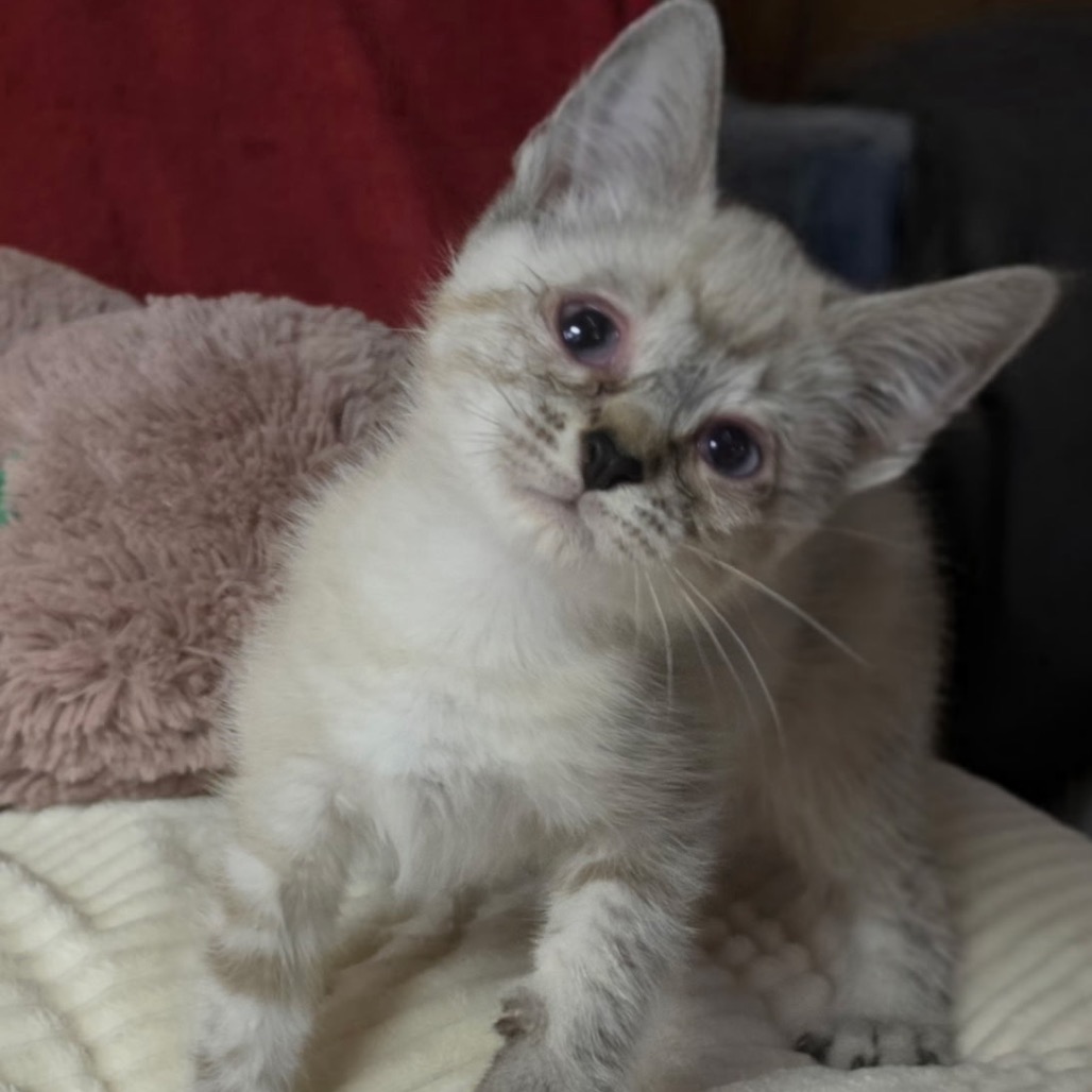 Photo of O'MALLEY