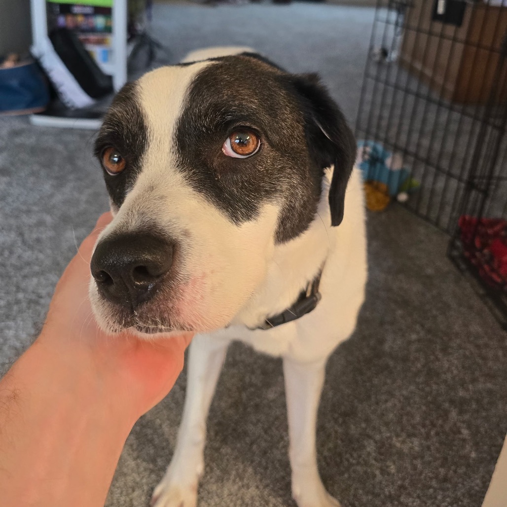 GAMORA - Mixed Breed (Medium) for adoption in Dayton
