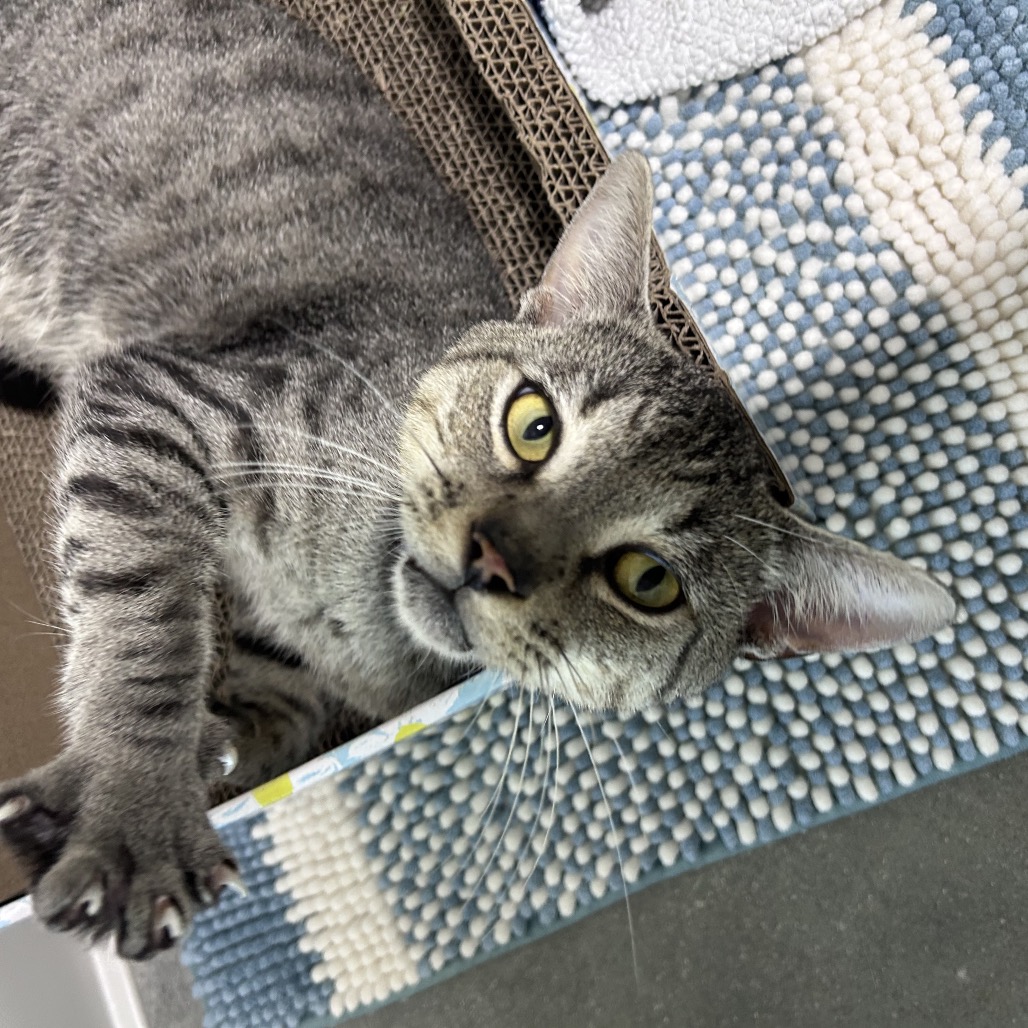 Sawyer