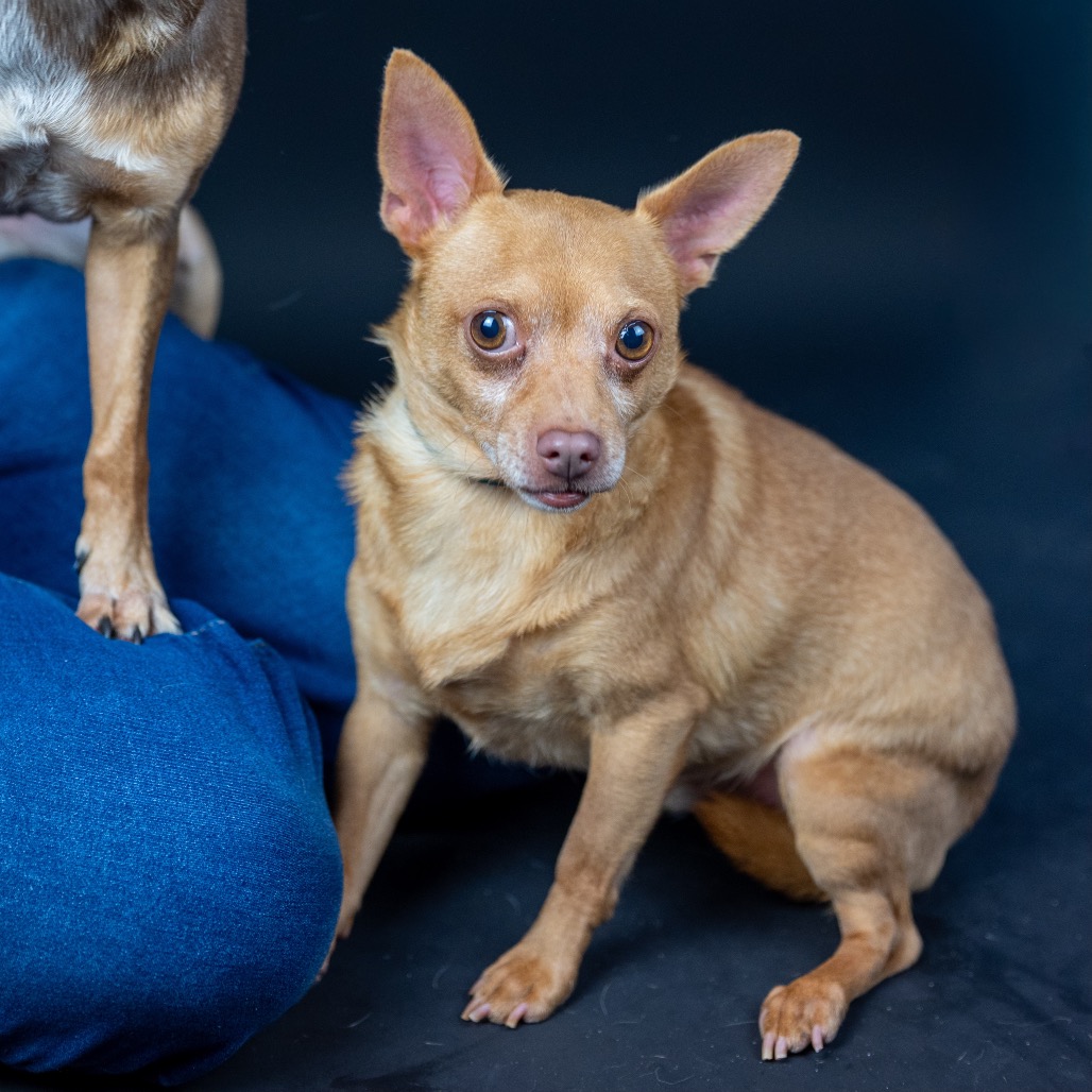 Twinkie, photo 7