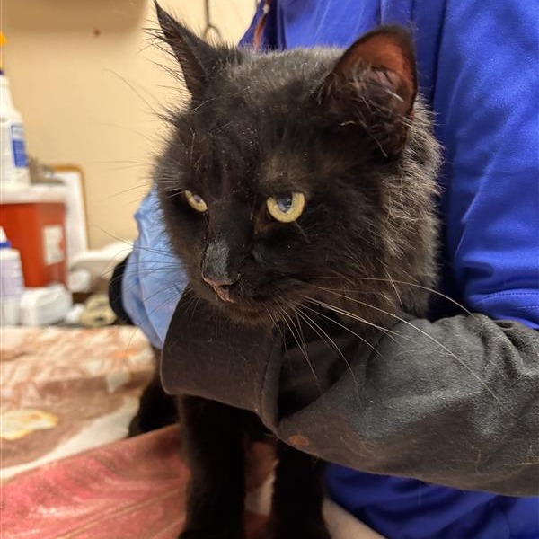 Tanselle: Female 43 Domestic Medium Hair